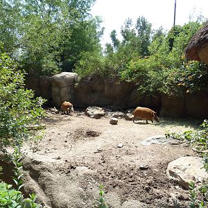 Primate Panorama - Red River Hog Exhibit #1