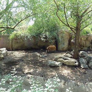 Primate Panorama - Red River Hog Exhibit #1