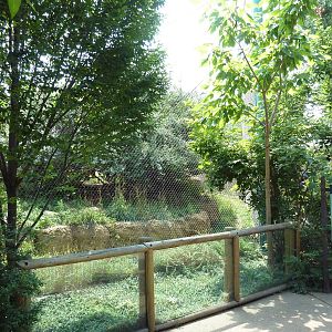 Primate Panorama - Mandrill Exhibit