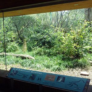 Primate Panorama - DeBrazza's Guenon Exhibit