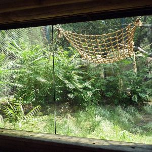 Primate Panorama - Colobus Monkey/Kirk's Dik-Dik Exhibit