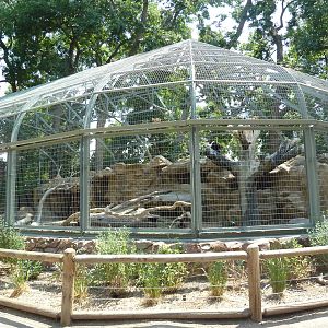 Andean Condor Exhibit