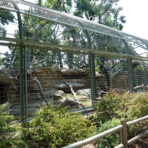 Andean Condor Exhibit