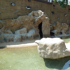 African Penguin Exhibit
