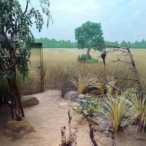Bird World - Blue-Naped Mousebird Exhibit