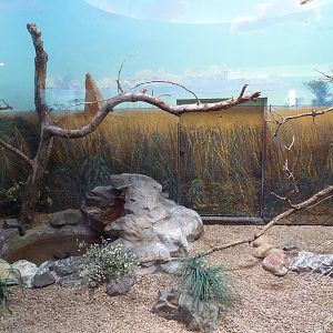 Bird World - African Pygmy Falcon Exhibit