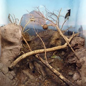 Bird World - Kea Exhibit