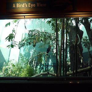 Bird World - Rhinoceros Hornbill Exhibit