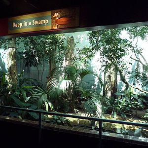 Bird World - Swamp Exhibit