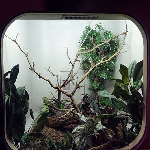 Bird World - Blue-Crowned Motmot Exhibit