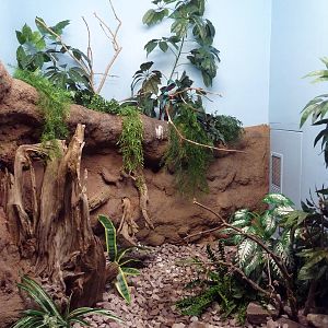 Bird World - Blue-Breasted Kingfisher Exhibit