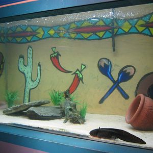 tank for axolotls (Ambystoma mexicanum)