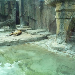Amur Tiger Exhibit