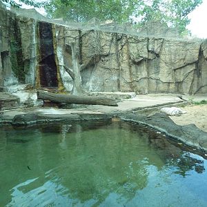 White Bengal Tiger Exhibit