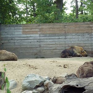 Sichuan Takins (4 of them)