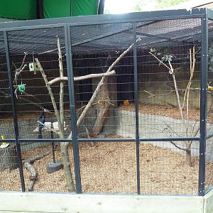 Pied Hornbill Exhibit