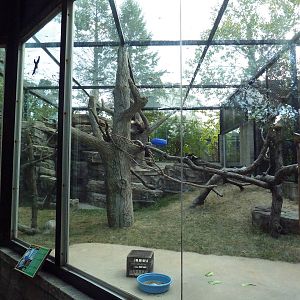 Colobus Monkey Exhibit