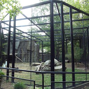 Southern Ground Hornbill Exhibit
