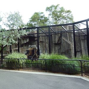 Lion Exhibit
