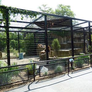 Lion Exhibit