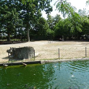 Ankole Cattle Exhibit