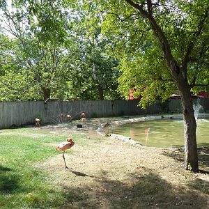 American Flamingo Exhibit