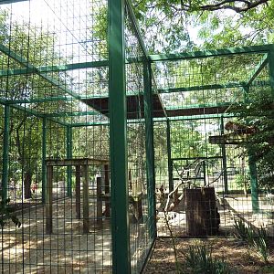 Amur Leopard Exhibit