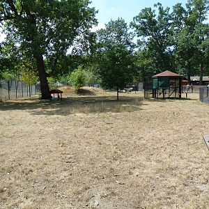 Crested Screamer Exhibit
