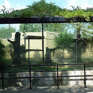 Amur Leopard Exhibit