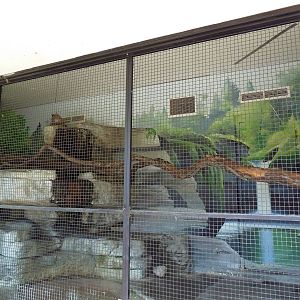 Bobcat Exhibit