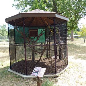 Swainson's Toucan Exhibit
