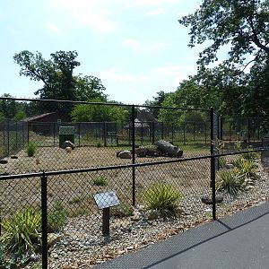 Collared Peccary Exhibit