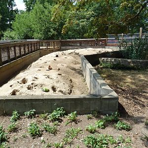Black-Tailed Prairie Dog Exhibit