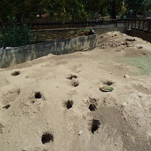 Black-Tailed Prairie Dog Exhibit