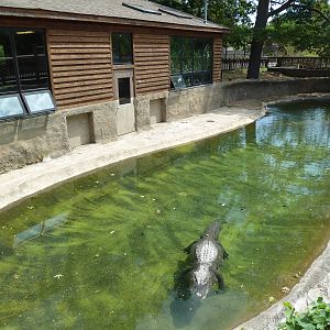 American Alligator Exhibit