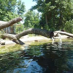 River Otter Exhibit