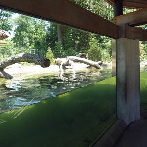 River Otter Exhibit