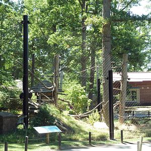 Bald Eagle Exhibit
