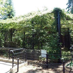 Snow Leopard Exhibit