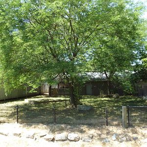 Reeves' Muntjac Exhibit