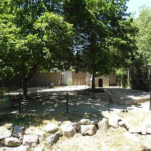 Western Grey Kangaroo Exhibit