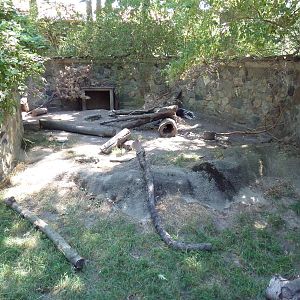 African Crested Porcupine Exhibit