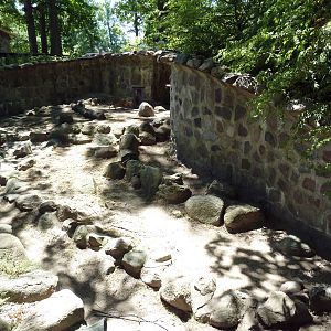 Reeves' Muntjac Exhibit