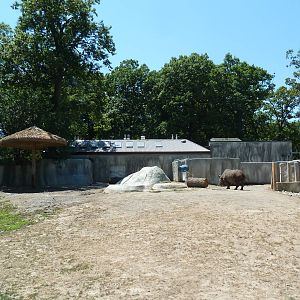 Black Rhino Exhibit