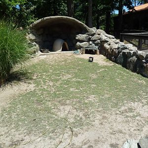 African Spurred Tortoise Exhibit