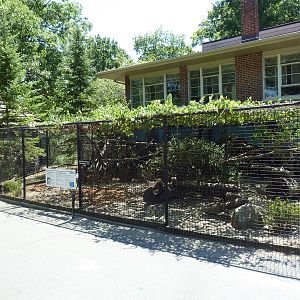 Golden Pheasant + King Vulture Exhibits