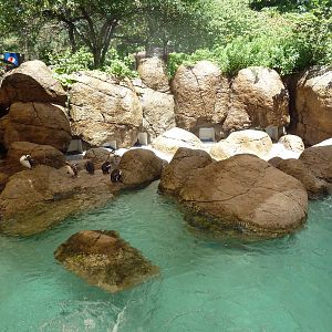 Magellanic Penguin Exhibit