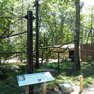 Eurasian Eagle Owl Exhibit