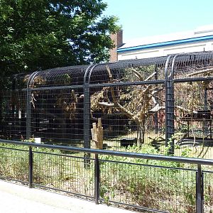 Ring-Tailed Lemur/Red Ruffed Lemur Exhibit