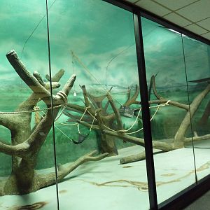 Ring-Tailed Lemur/Red Ruffed Lemur Indoor Exhibit